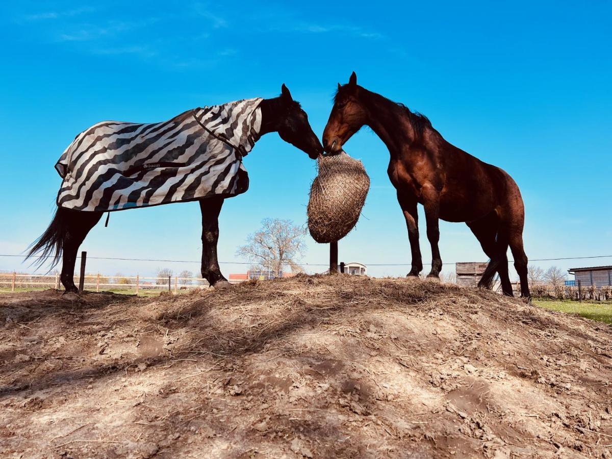 Bed and Breakfast Ontwaken Tussen De Paarden Zoutleeuw Экстерьер фото