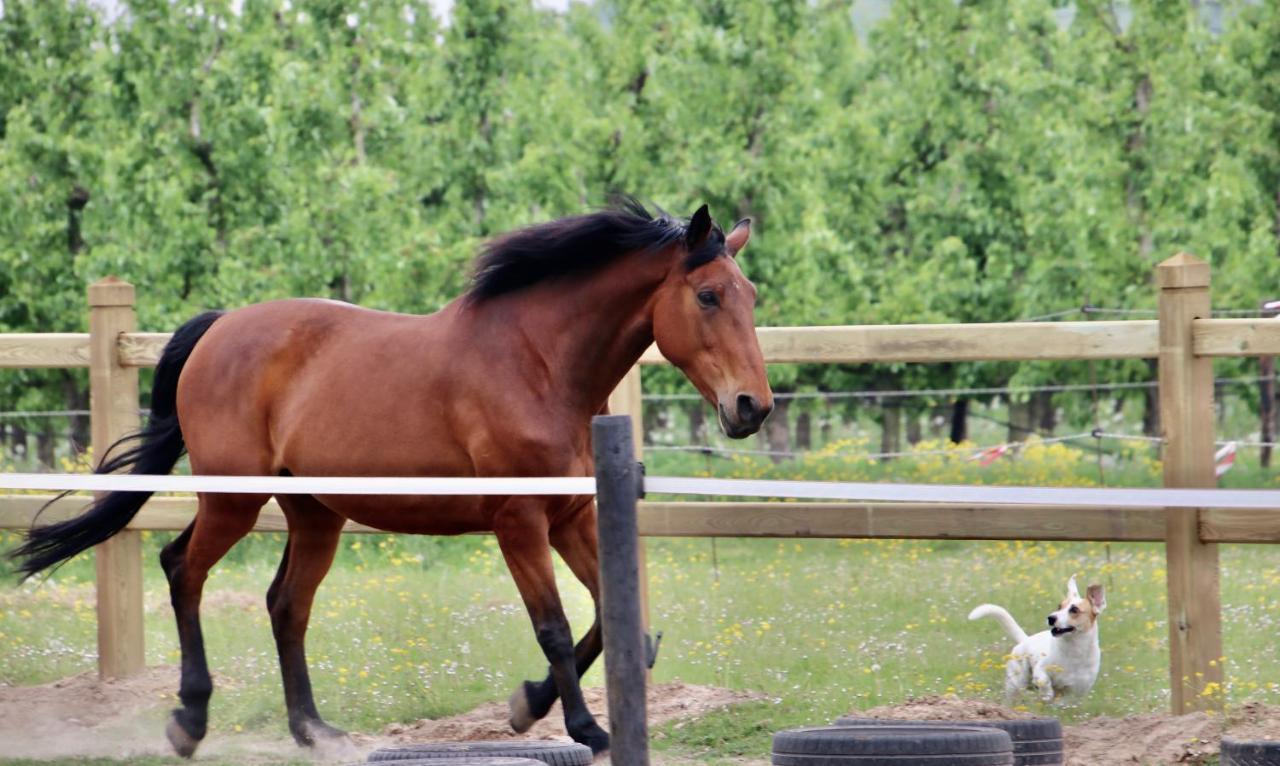 Bed and Breakfast Ontwaken Tussen De Paarden Zoutleeuw Экстерьер фото